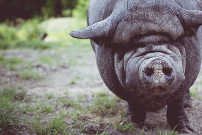 Wild boar shallow focus photography
